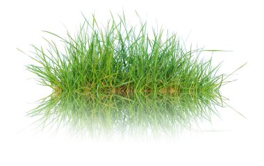 Close up spring green thick grass clipart