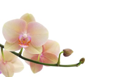 orkide beyaz arkaplanda izole edildi
