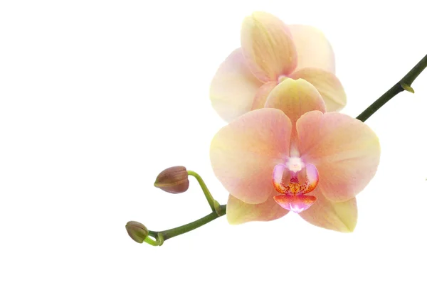Orchidej izolované na bílém pozadí — Stock fotografie
