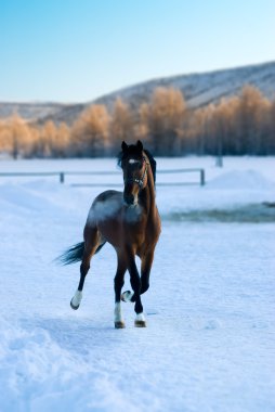 Arabian horse clipart