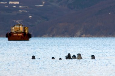 Deniz Bay Seals