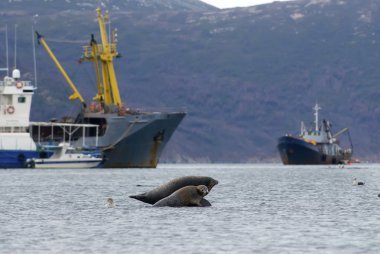 Deniz Bay Seals