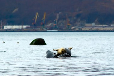 Deniz Bay Seals