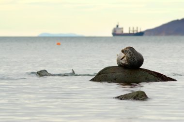 Deniz Bay Seals