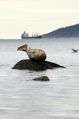 Deniz Bay Seals