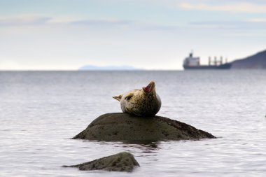 Deniz Bay Seals