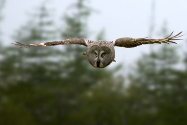 Great Gray Owl dives for prey clipart