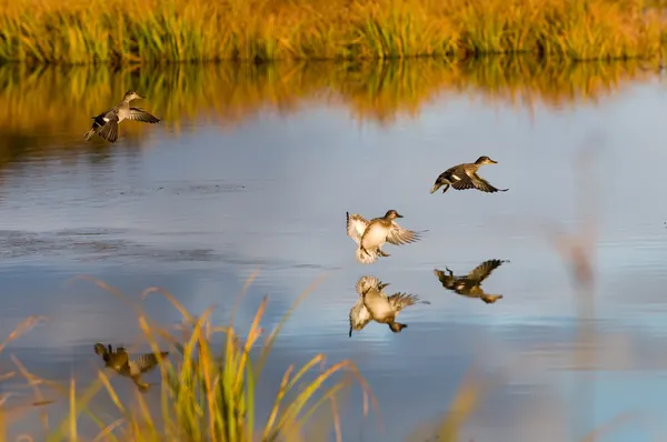 Dzikie kaczki — Zdjęcie stockowe