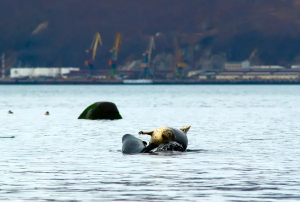 Deniz Bay Seals — Stok fotoğraf