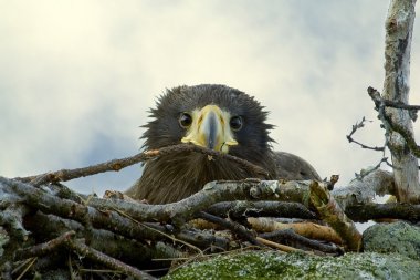 Steller's sea eagle clipart