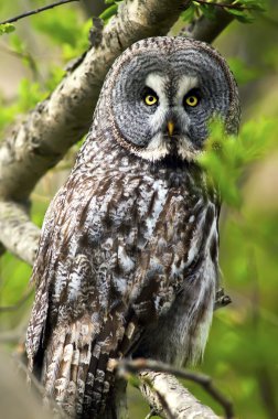 Great Grey Owl clipart