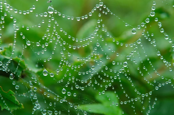 Dew on the Web — Stock Photo, Image