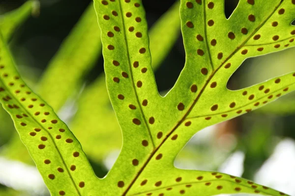 stock image Fern Closeup