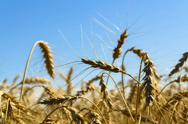 stock image Yellow rye