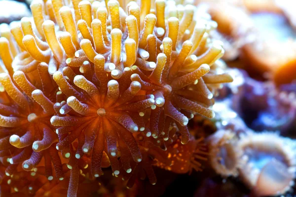 Euphyllia corall — Stock Photo, Image