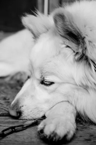 Alvó kutya. Stock Kép