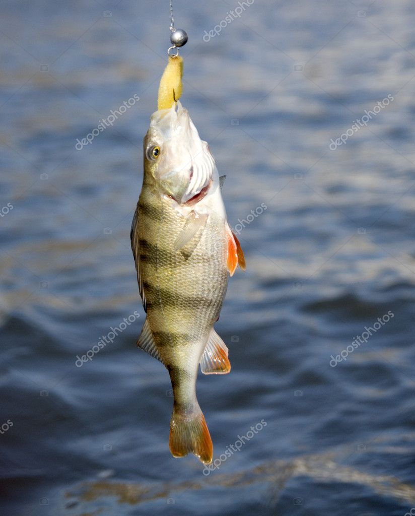 Striped bass — Stock Photo © Serreitor 12212590
