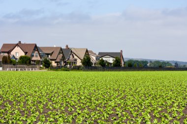 Houses Bordering Row Crops clipart