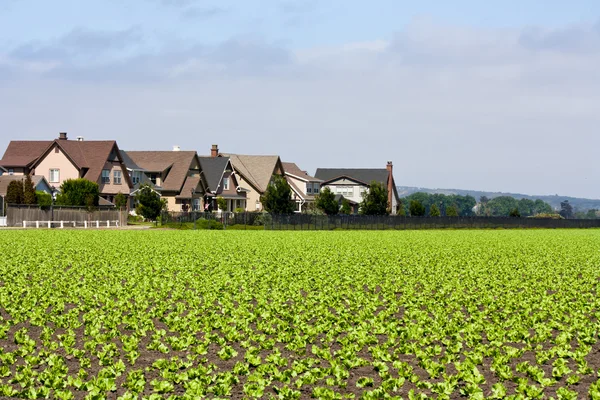 Huizen grenzend aan rij gewassen — Stockfoto