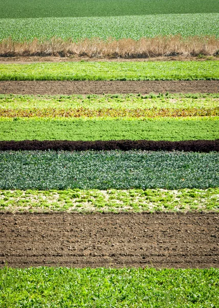 Row Crops Royalty Free Stock Images