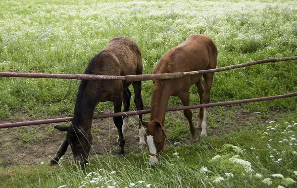 Dois jovens cavalos anglo-árabes — Fotografia de Stock