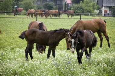 Anglo-Arabian horses clipart