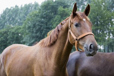 Anglo-Arabian horses clipart