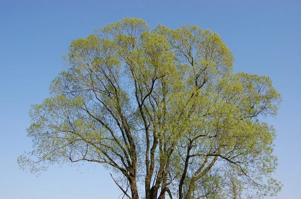 stock image Upper branches of a tree