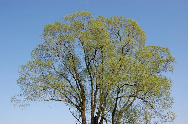 一棵树的树枝上 免版税图库图片