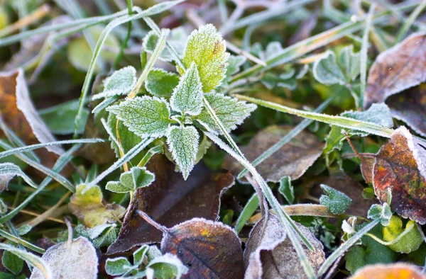 stock image Frozen meadow