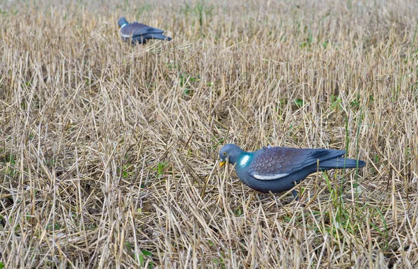 Pigeon decoy on field — Stock Photo, Image