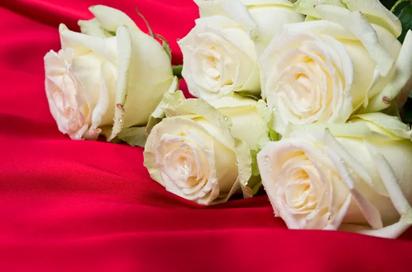 Weiße Rosen auf Rot — Stockfoto