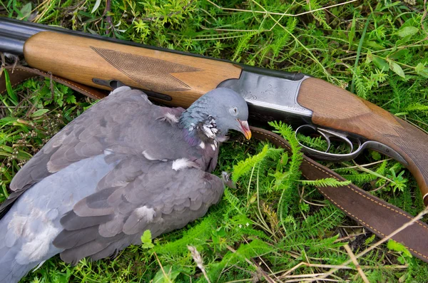 Pigeon and shotgun — Stock Photo, Image