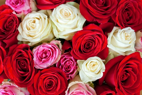 Rosa, rosas vermelhas e brancas — Fotografia de Stock