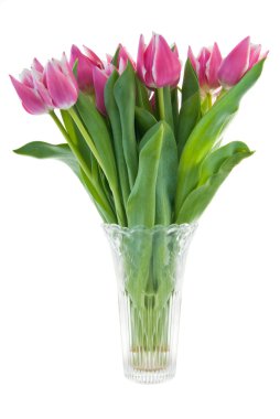 Tulips in vase clipart