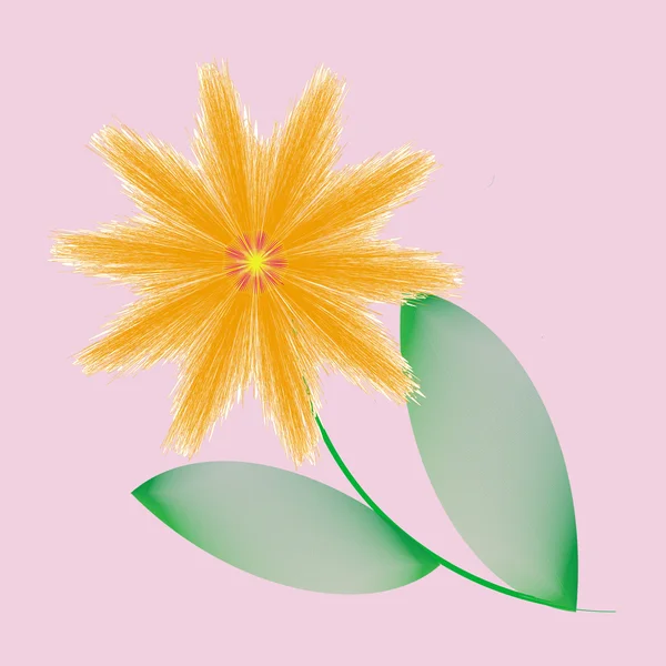 Цветок рамы — стоковое фото