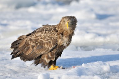 White-tailed Sea Eagle clipart