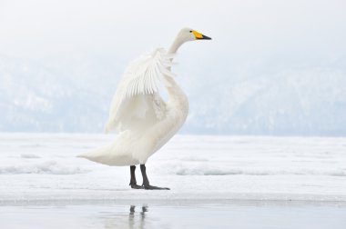 Whooper Swan clipart