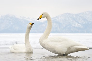 Whooper Swan clipart