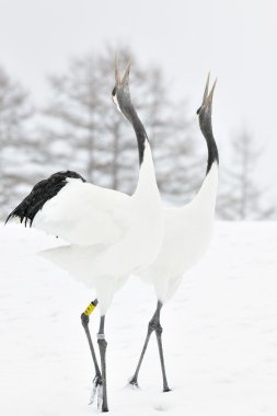 Red-Crowned Crane clipart