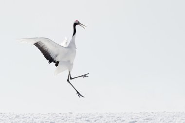 Red-Crowned Crane clipart