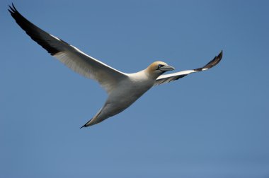 Gannet clipart