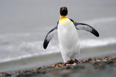 King Penguin clipart