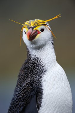 Royal Penguin clipart