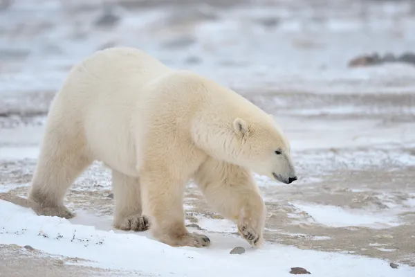 Polar Bear — Stock Photo, Image