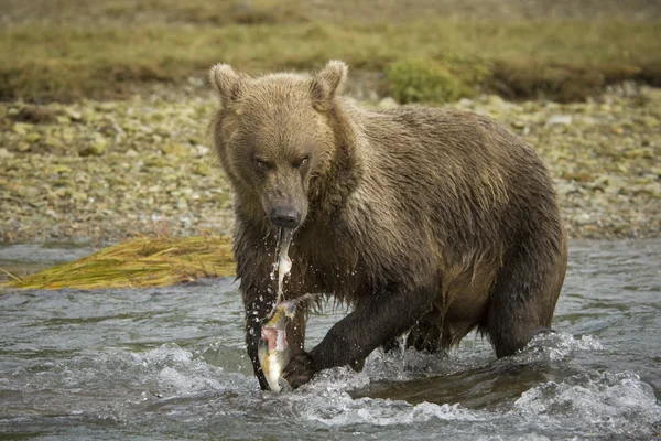 Medvěd grizzly — Stock fotografie