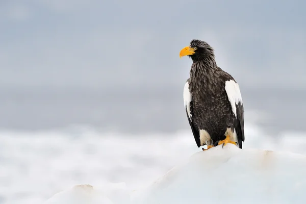 Stellers sea eagle — Stockfoto