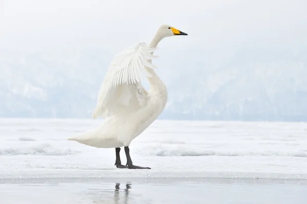 Whooper Swan — Stock Photo, Image