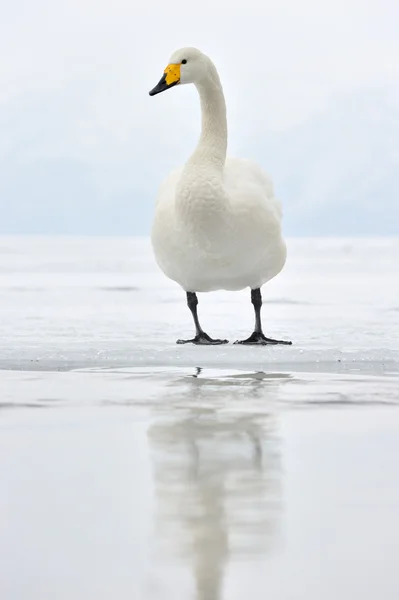 Оперный лебедь — стоковое фото