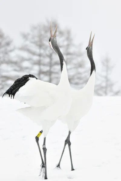 stock image Red-Crowned Crane
